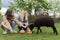 Teenage teenagers and black domestic ram with halloween pumpkins on grass