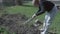 A teenaged girl cuts roses in garden with prune.