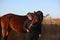 Teenager boy in black hugging brown horse