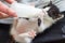 Teenager boy is feeding a kitten with a milk replacer