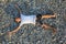 Teenager boy lying on stones on stone seacoast