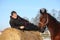 Teenager boy resting on the hay bale and bay horse