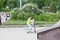 A teenager boy on a scooter picks up speed to ride a ramp and jump to the top in the park against a background of green trees