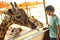 Teenager boy in zoo feeding giraffes