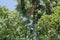 Teenager climbing a palm tree