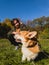 A teenager communicates with a corgi dog in a sunny autumn meadow