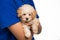 Teenager cuddling a cute poodle puppy