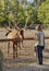 A teenager feeds a deer in a zoo