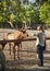 A teenager feeds a deer in a zoo