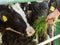 A teenager feeds green grass to a small spotted calf on a livestock farm. Farm animal. Cute young black and white calf stands in t