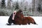 Teenager girl and brown horse lying in the snow