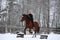 Teenager girl with brown horse show jumping without bridle and s