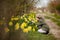 Teenager girl in green jacket and khaki beret near the daffodils & x27; garden in the country. Spring farm and Easter theme