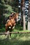 Teenager girl jumping over the fence with horse