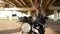 Teenager girl In Leather Jacket on Black Motorcycle. Biker Girl Sitting On Motorcycle. Close up on beautiful motorcycle