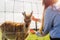 Teenager girl with long hair feeding small cute deer in a open zoo from her hand. Nature experience. Warm sunny day. Fun day out