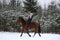 Teenager girl riding horse without saddle and bridle