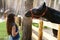 Teenager girl stroke black horse with halter close up summer photo