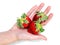 Teenager hand with red juicy strawberry on a white background. Produce product