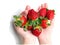 Teenager hand with red juicy strawberry on a white background. Produce product