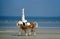 Teenager, mounted gymnastics, voltige with Haflinger Horse, Deauville in France