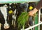 A teenager`s hand feeds green grass to a small spotted calf on a livestock farm. Farm animal. A young black and white calf stands