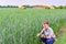 A teenager sits and studies green wheat in agriculture