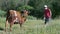 Teenager standing in pasture and gives cow grass from his hands