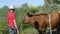 Teenager standing in pasture and gives the cow grass from his hands. Younger generation of farmers