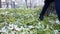 A teenager walks on green leaves on which the first snow lies. Autumn leaves covered with snow. The girl walks through the park.