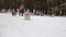 Teenagers enjoying sleigh ride. Fun with the family dogs - slow motion