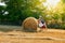 Teenagers  push haystack on agricultural field. Summer scorching sun. Children`s day.  Wheat hay on agricultural field. Rural