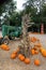 A teepee of dried corn husks at a fall festival with pumpkins and an antique tractor behind it