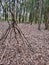 Teepee of Long Sticks in a Forest 2