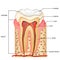 Teeth Anatomy