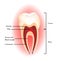 Teeth anatomy