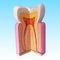 Teeth anatomy