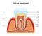 Teeth Anatomy Structure Infographics