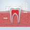 Teeth or dental illustration