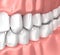 Teeth Gum Human Mouth Anatomy - 3d illustration