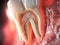 Teeth in gums with tooth anatomy detailed view. Generative AI