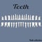 The teeth of the human dentition, healthy teeth