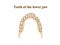 Teeth of the lower jaw. Graphic illustration. Hand drawing, contour of symbol. Medicine and science, human anatomy simple