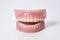 Teeth model with orthodontic denture on white background.Generative AI