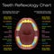 Teeth Reflexology Alternative Dental Health Chart
