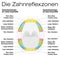 Teeth Reflexology Analogy Chart German