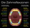 Teeth Reflexology Equivalent Organs German