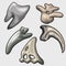 Teeth and tusks of different ancient animals