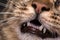 The teeth of a young cat. Closeup of the mouth