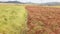 Teff crops planted in rows